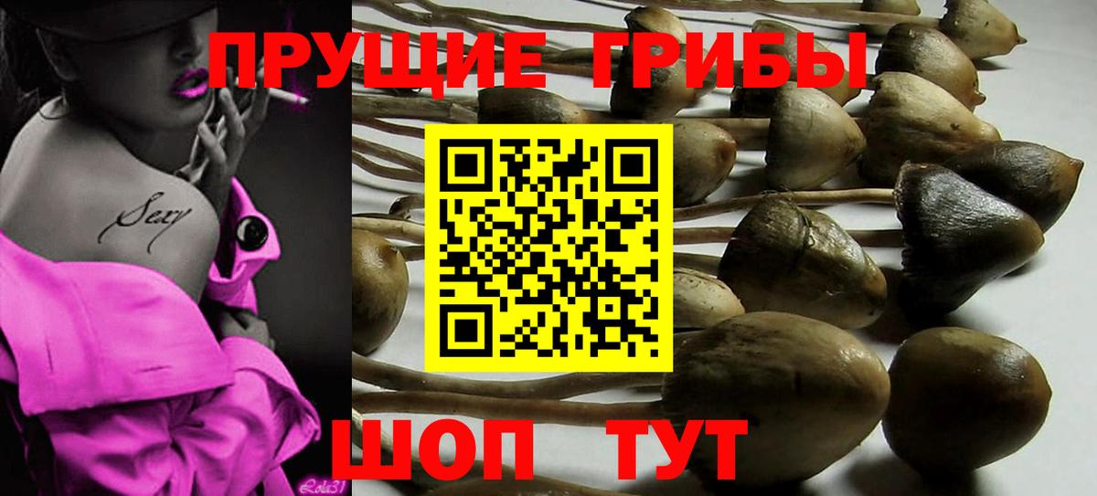 Псилоцибиновые грибы Psilocybine cubensis Армавир